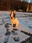 image of french_bulldog #30