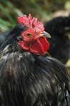 image of animal