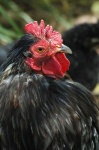 image of chicken #15