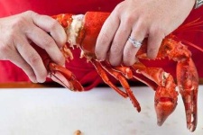 image of lobster