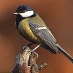 image of bird