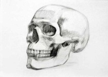 image of skull