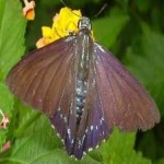 image of animal