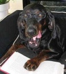 image of black_and_tan_coonhound #7