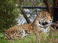 image of jaguar_car