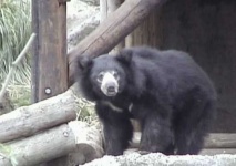 image of sloth_bear