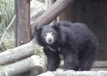 image of sloth_bear #25