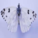 image of animal