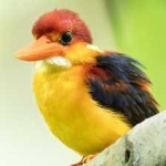 image of bird