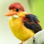 image of rufous_kingfisher #23