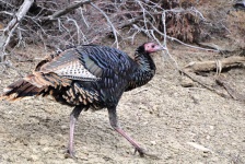 image of animal