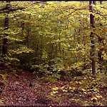 image of forest