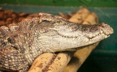 image of crocodile