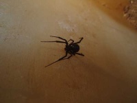 image of black_widow