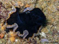 image of flatworm