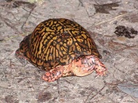 image of box_turtle