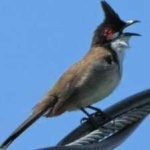 image of bird