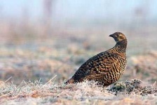 image of partridge