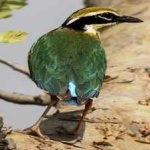image of bird