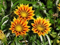 image of flower