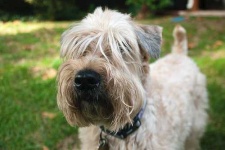 image of wheaten_terrier #13