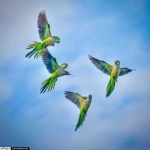 image of parakeet