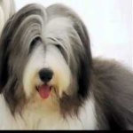 image of bearded_collie #5