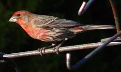 image of house_finch