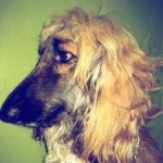 image of animal