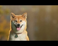 image of animal
