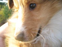 image of shetland_sheepdog