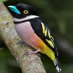 image of bird