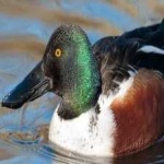 image of northern_shoveler #9