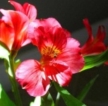 image of flower
