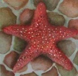 image of starfish