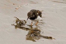 image of ruddy_turnstone