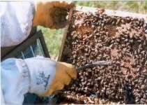 image of honeycomb