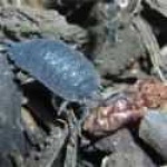 image of isopod