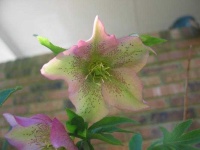 image of flower