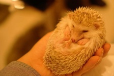 image of animal