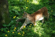 image of lynx