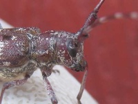 image of long_horned_beetle