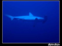 image of hammerhead