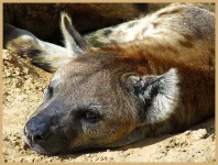 image of hyena