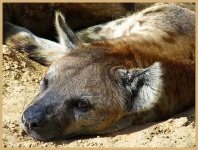 image of hyena #14