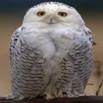 image of bird