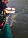 image of sturgeon