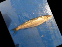 image of fish