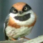 image of bird