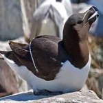image of bird